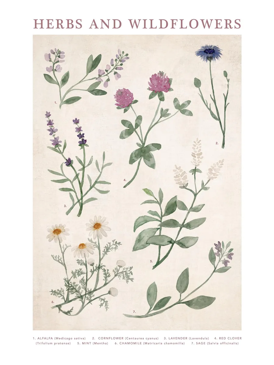 Herbs and Wildflowers