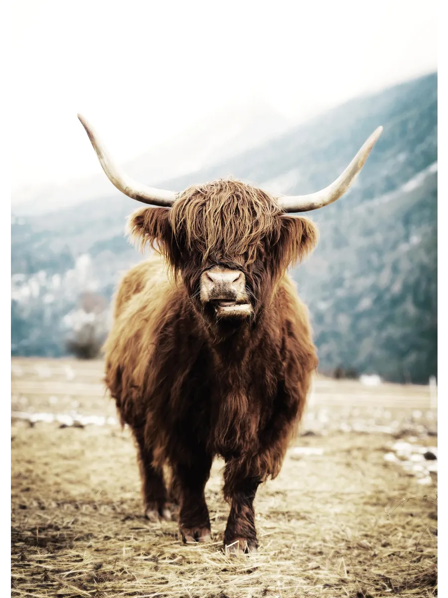 Highland Cattle on Field