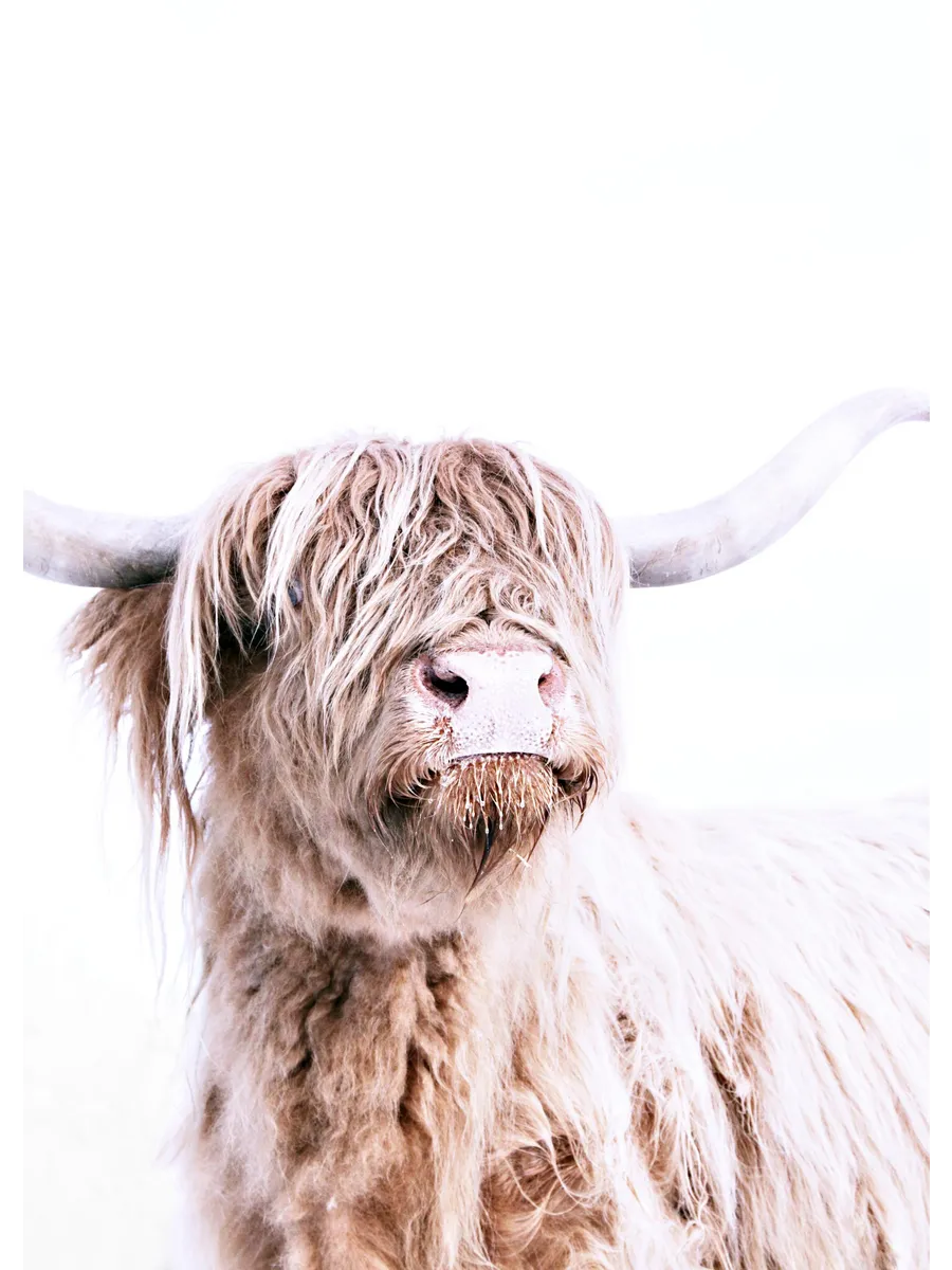 Highland Cattle Portrait