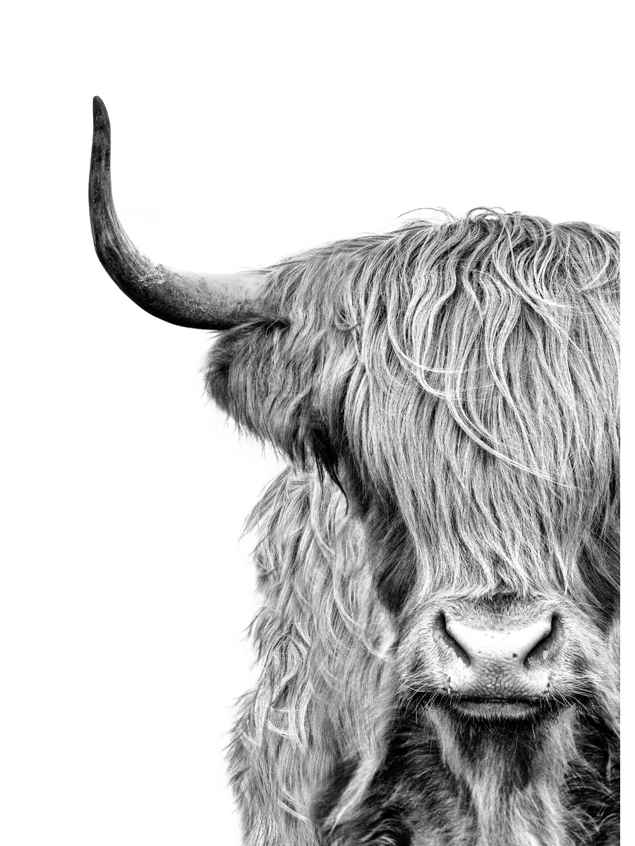 Highland Cow Close Up
