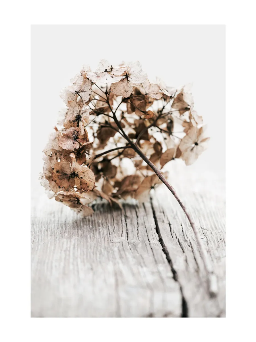 Hydrangea Twig