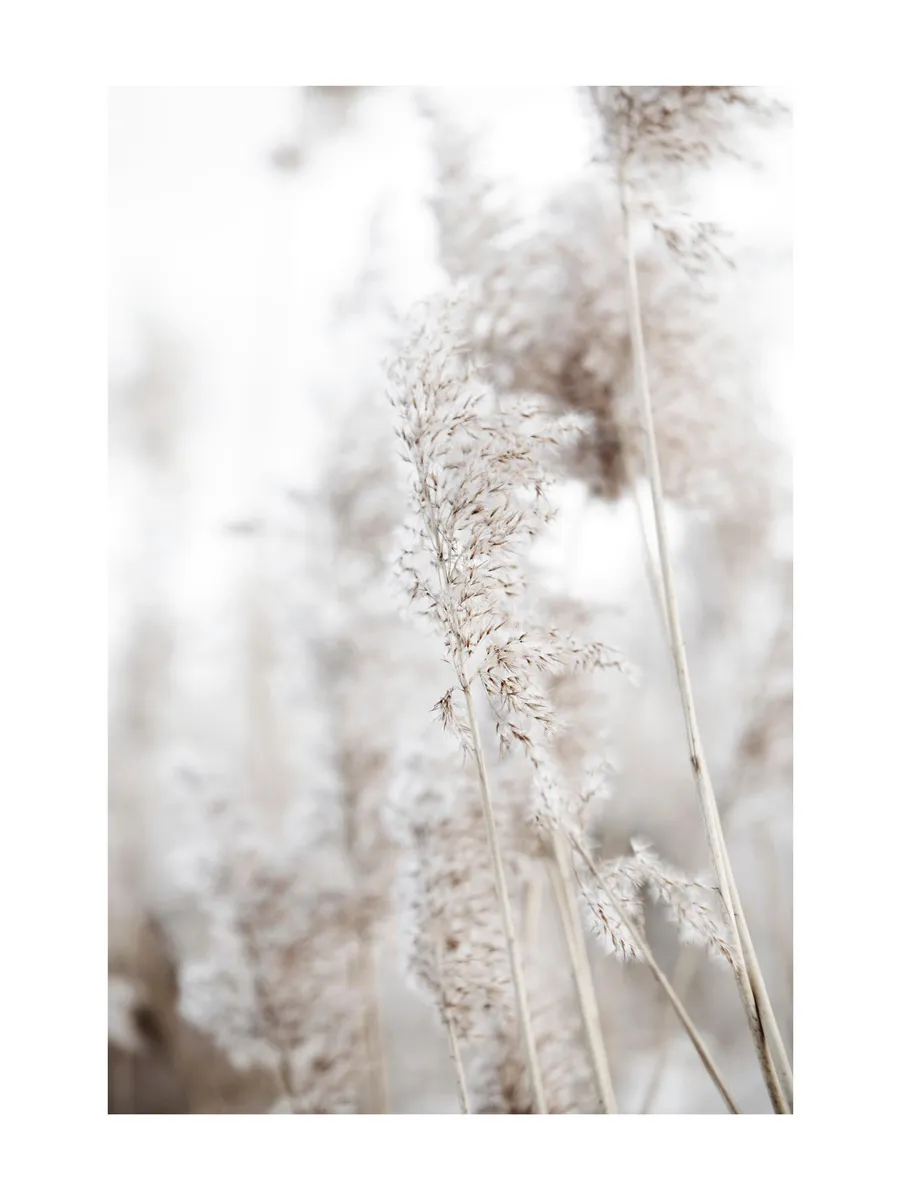 In the Reeds No1