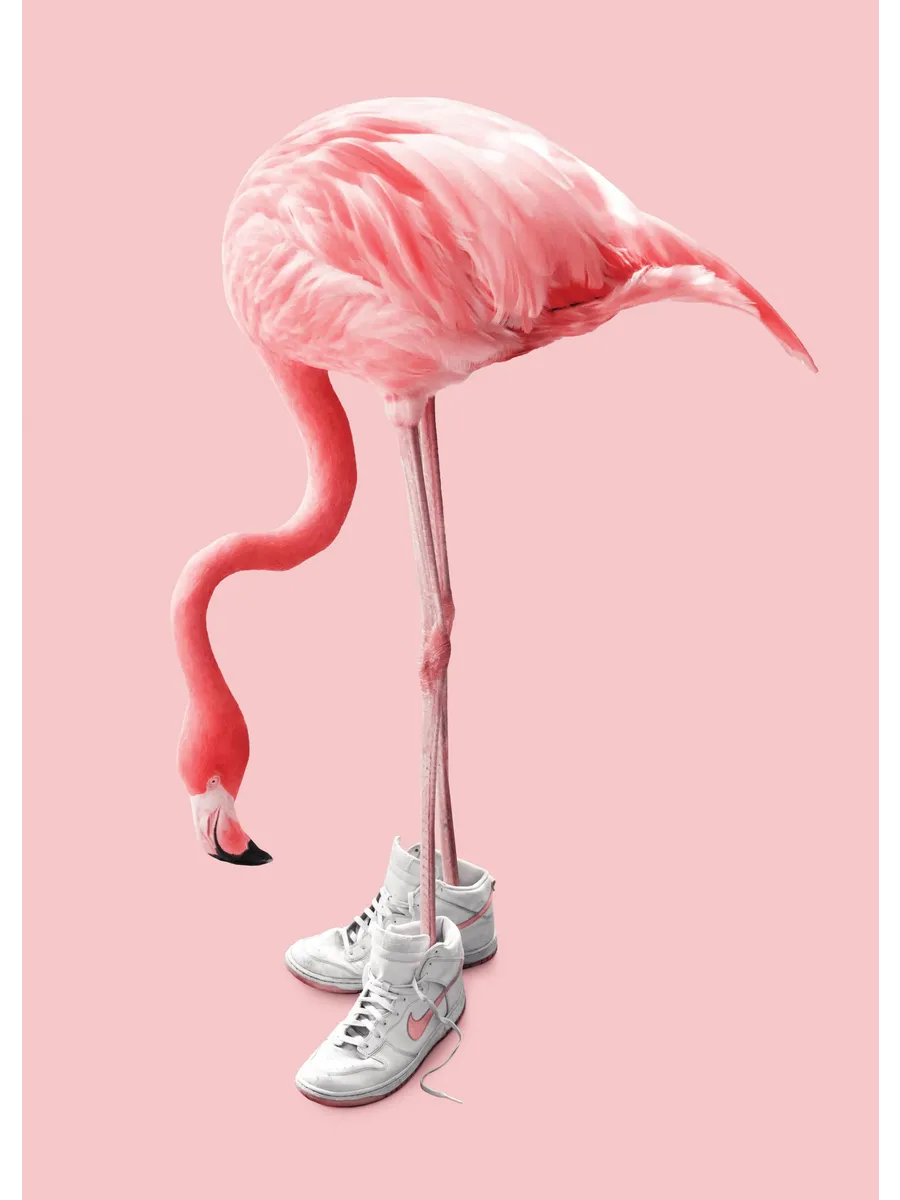 Jonas Loose Sneaker Flamingo