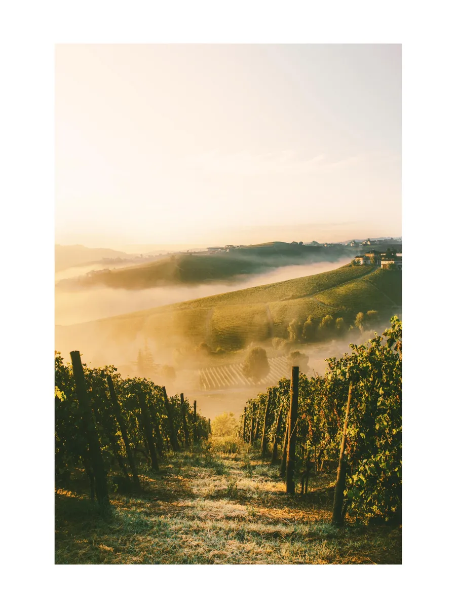 Langhe Vineyard