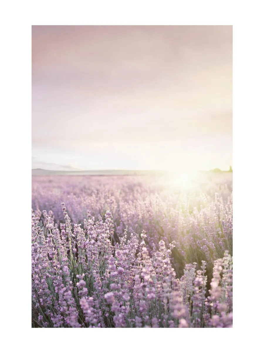 Lavender Field