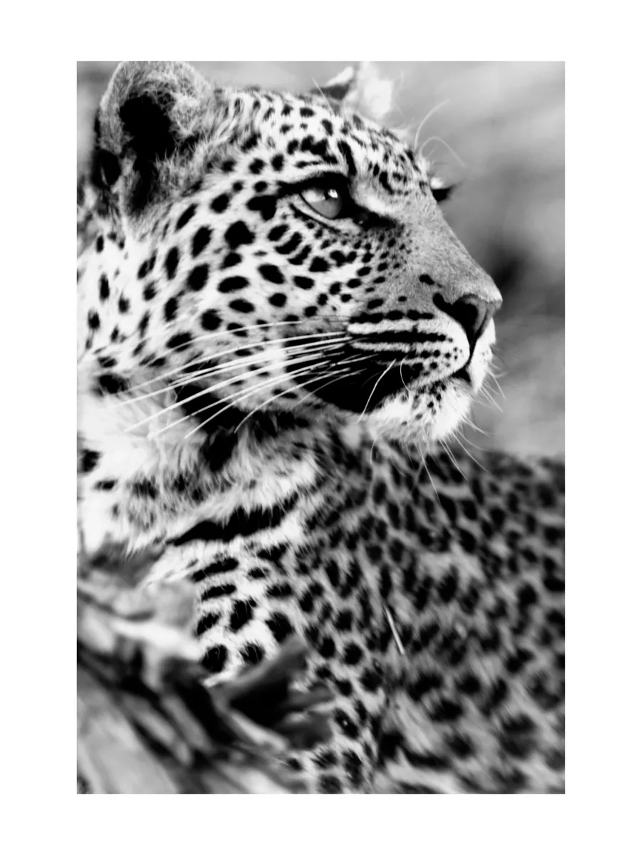 Leopard