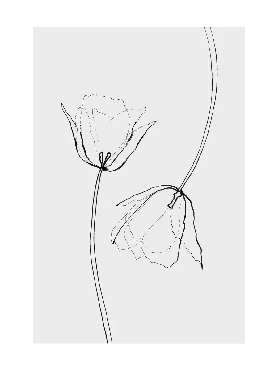 Line Tulips