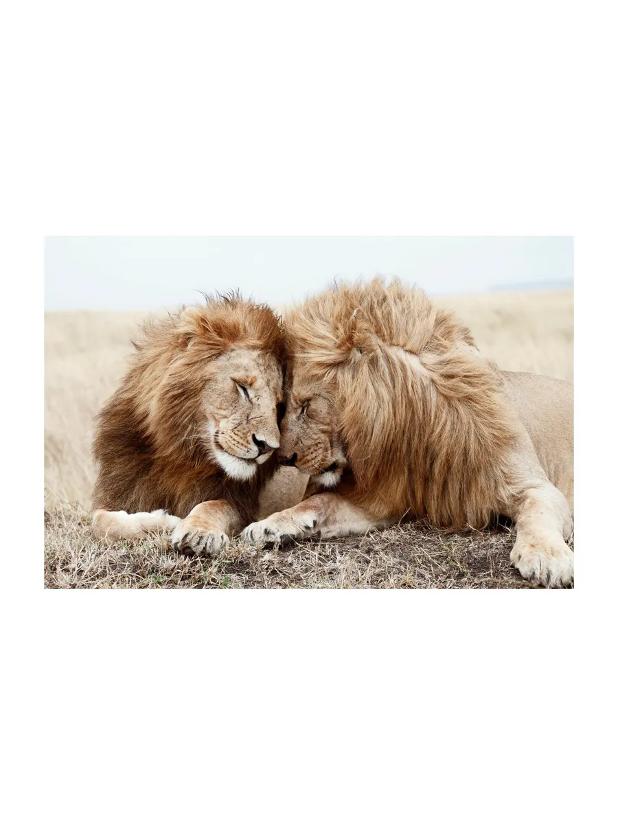 Lion Brothers