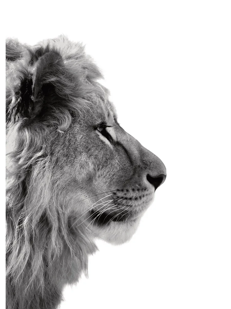 Lion from Side