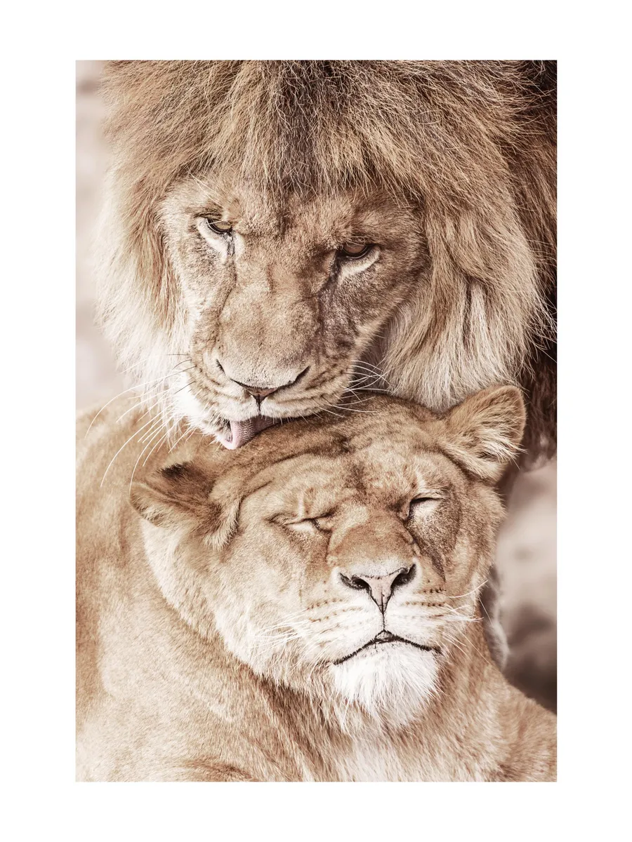 Lion Love