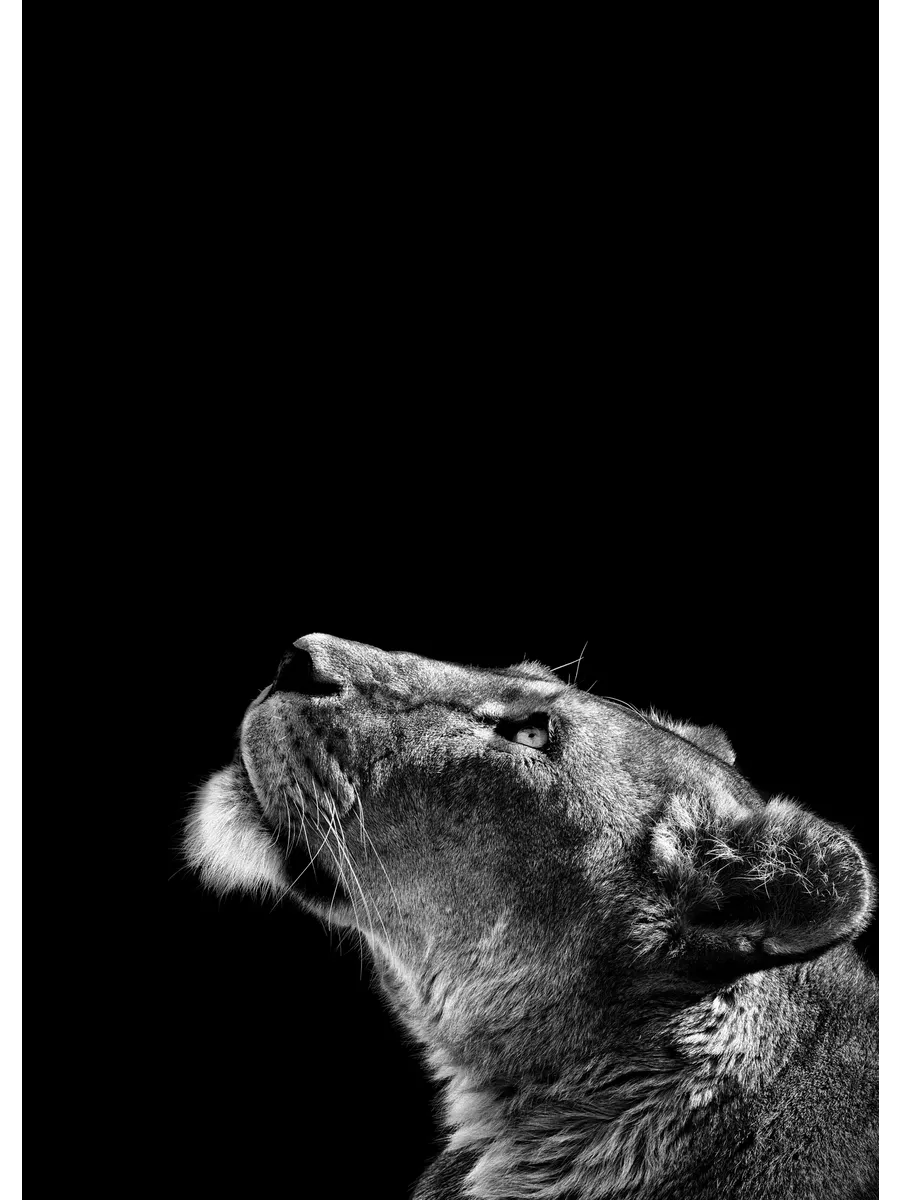 Lioness
