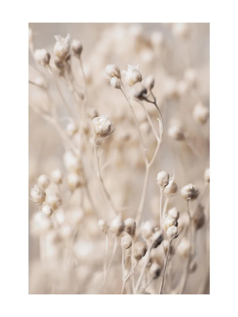 Little Flower Buds