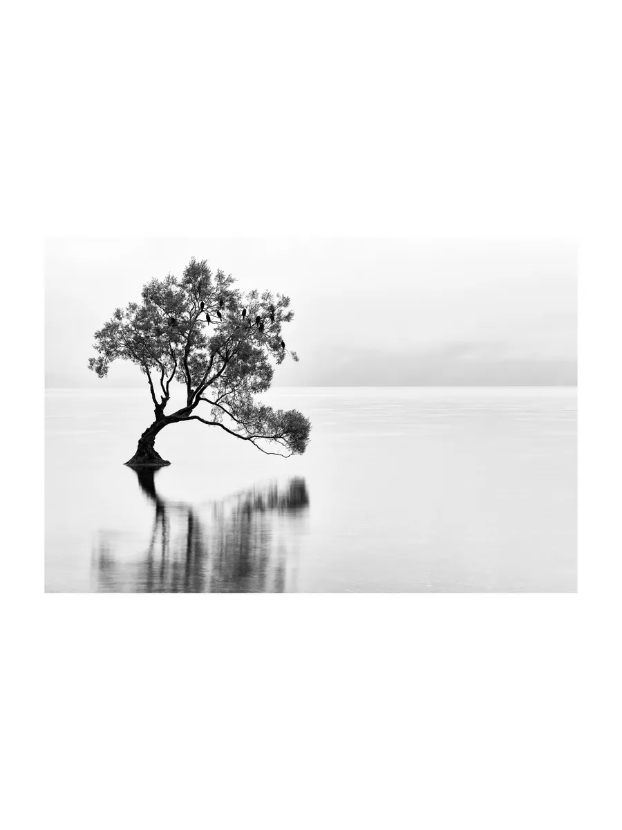 Lonely Wanaka Tree