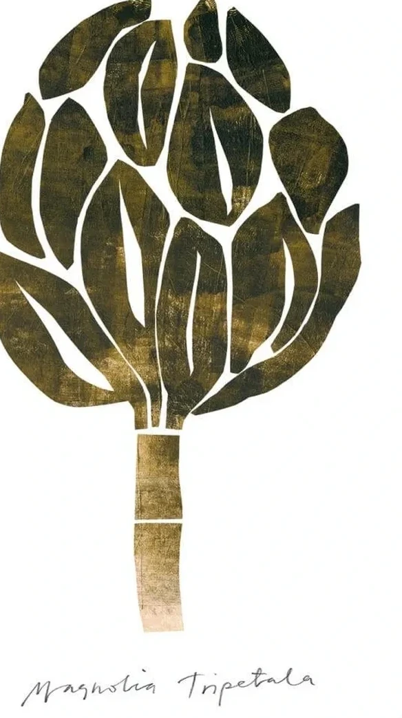 Magnolia