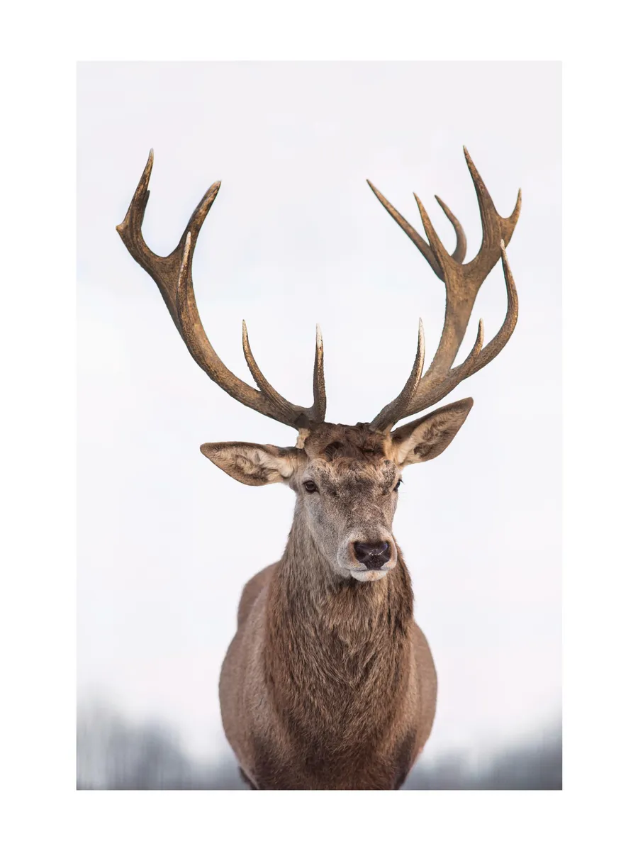 Majestic Deer