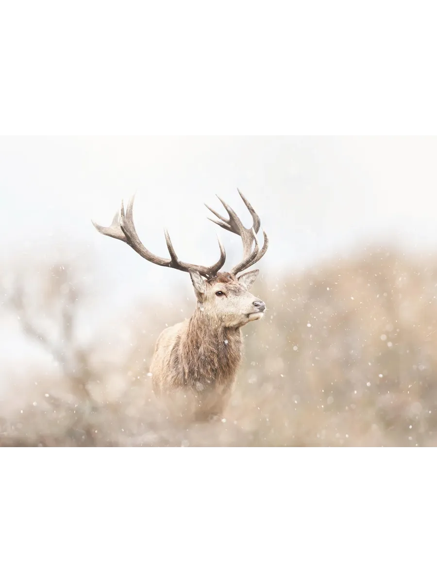 Majestic Reindeer