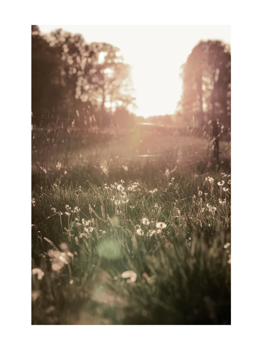 Meadow at Sunset