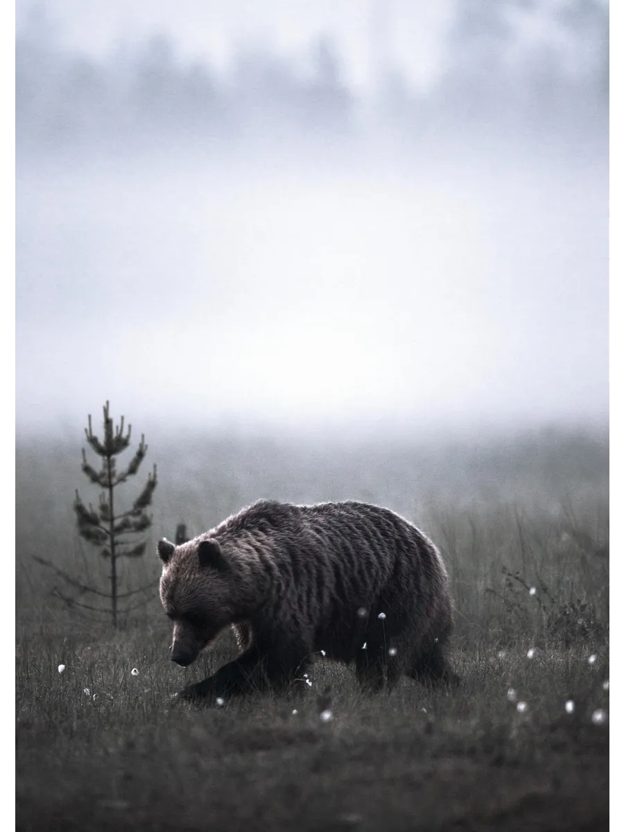 Meadow Bear