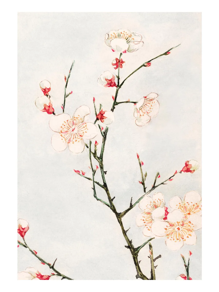 Megata Morikaga Plum Branches with Blossoms