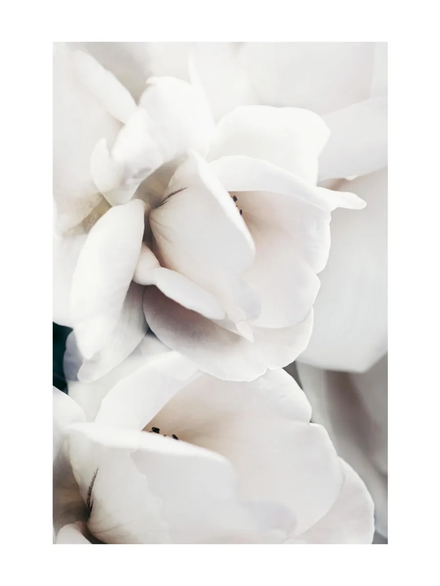 Milky Rose No1