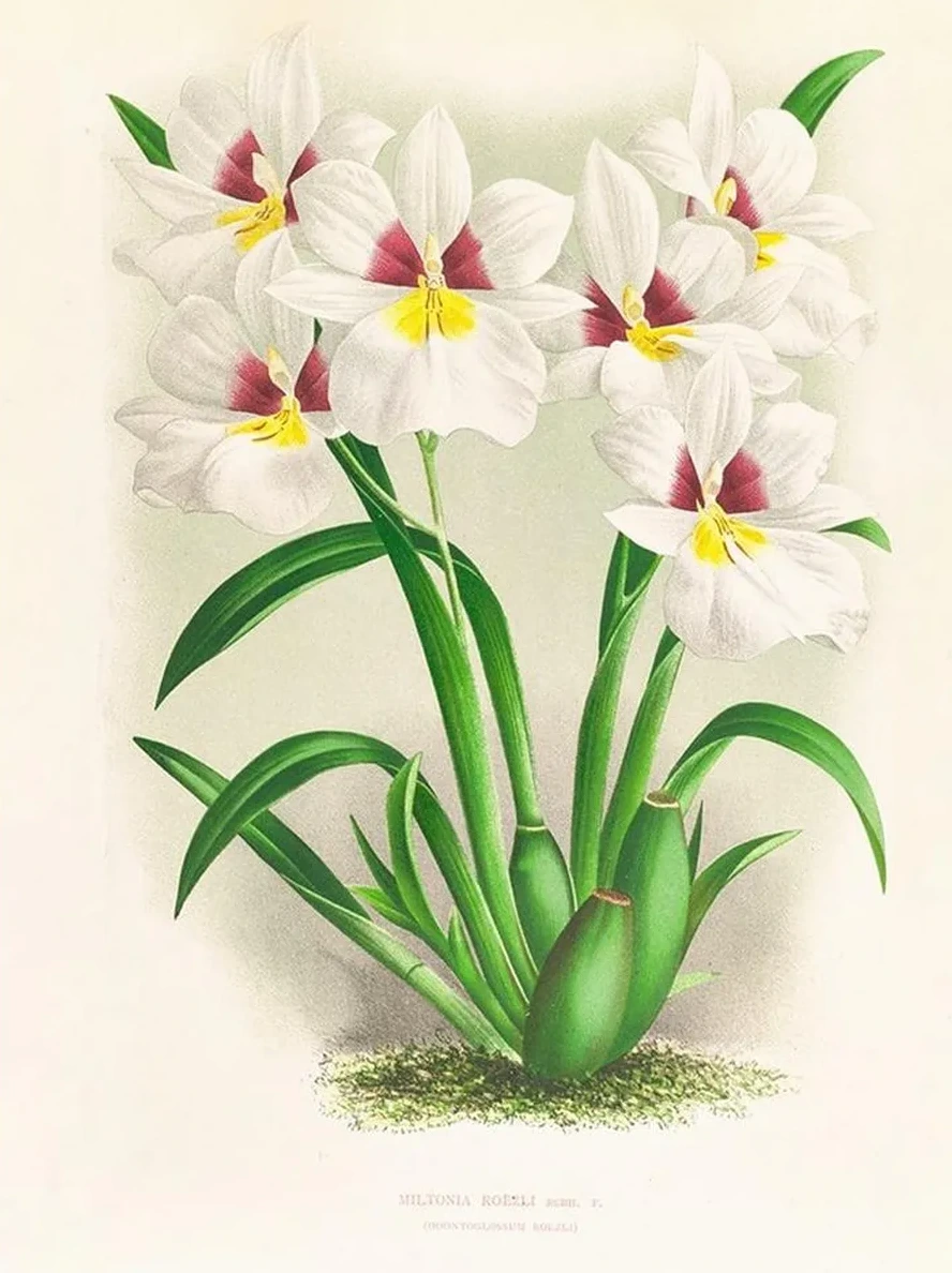 Miltonia Roezli