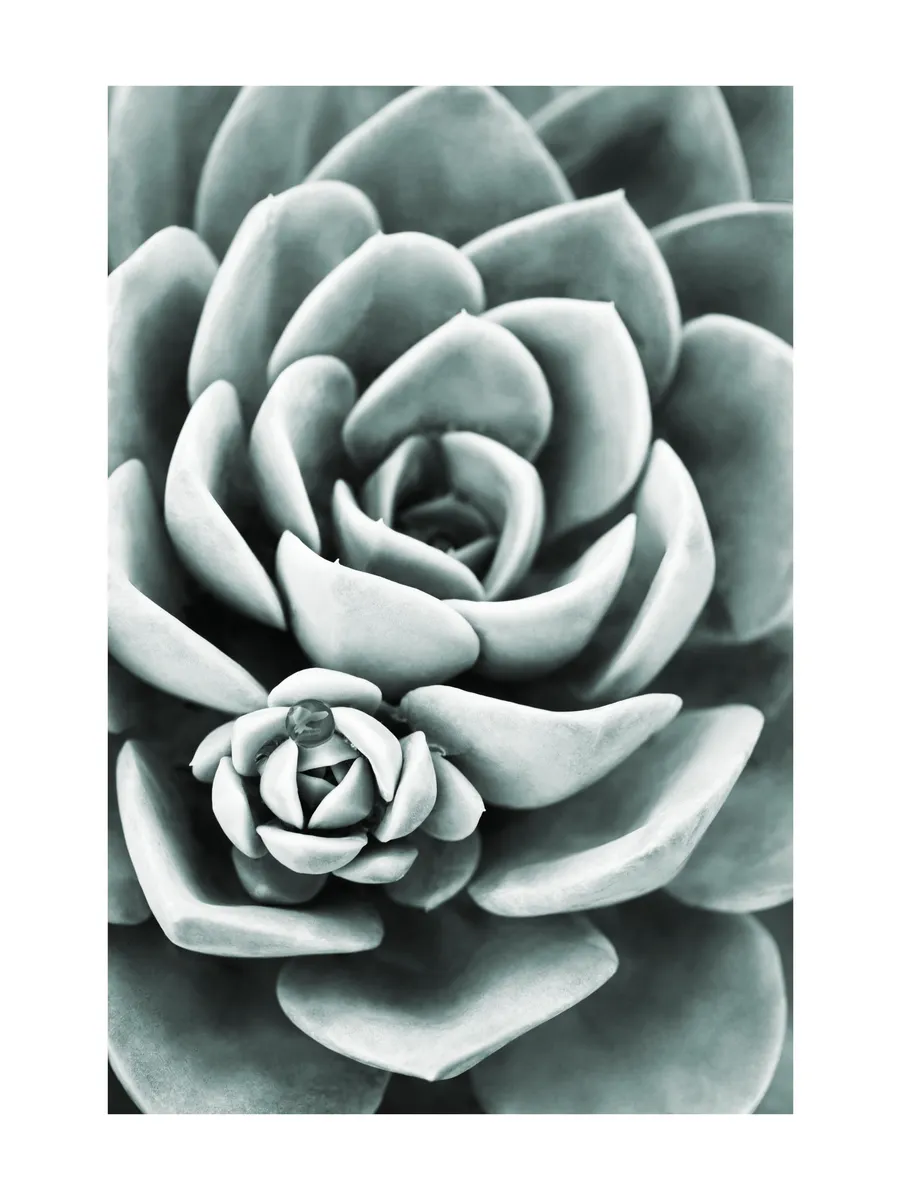 Mint Green Succulent