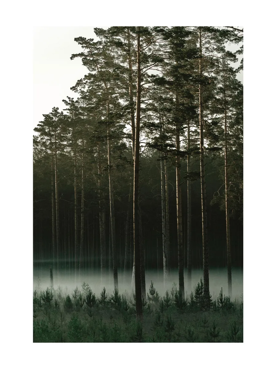 Misty Forest 0