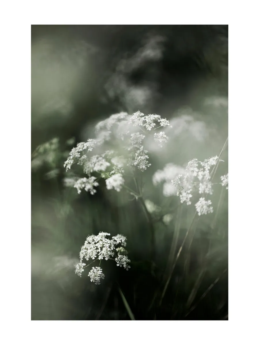 Misty Meadow Flower