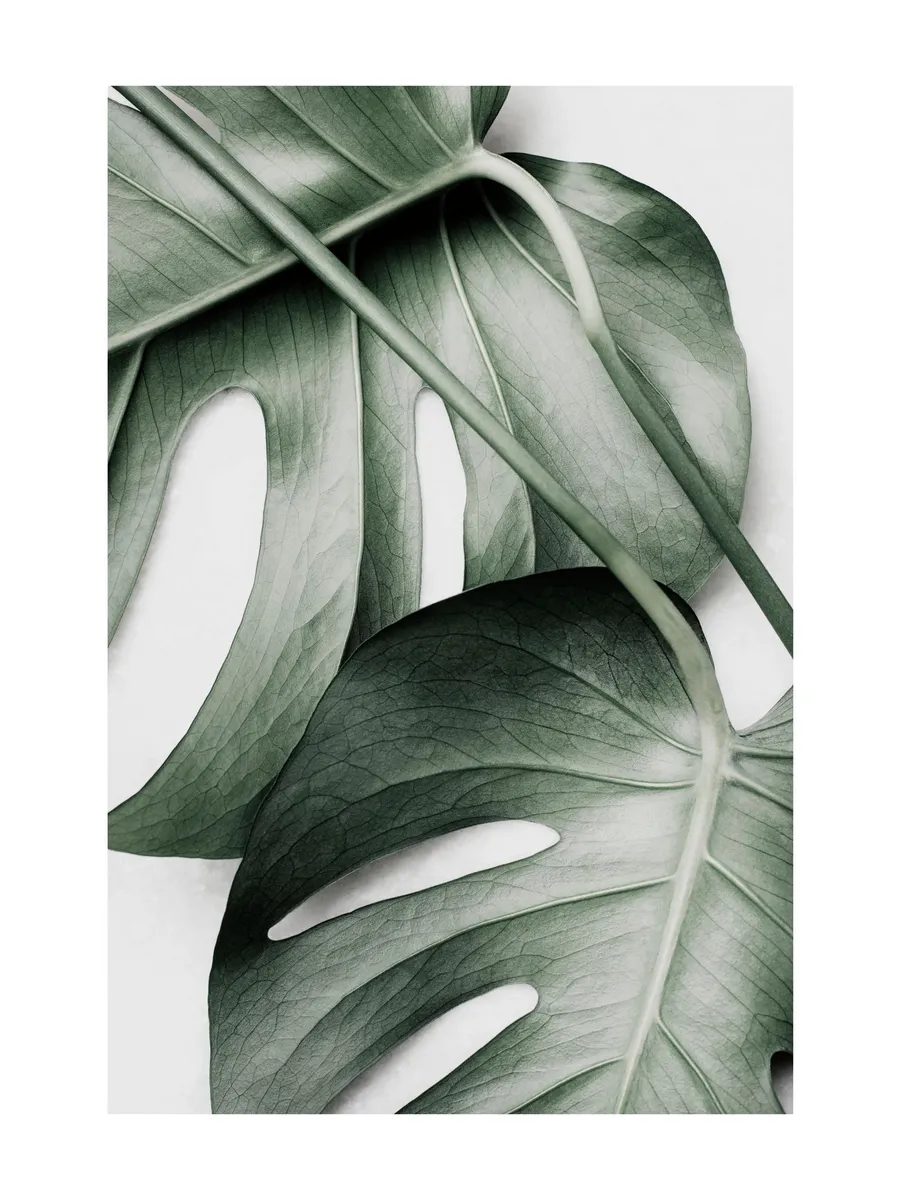 Monstera Pair