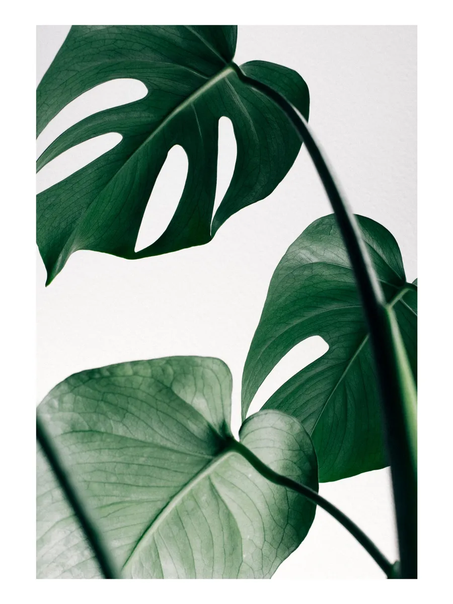 Monstera Three