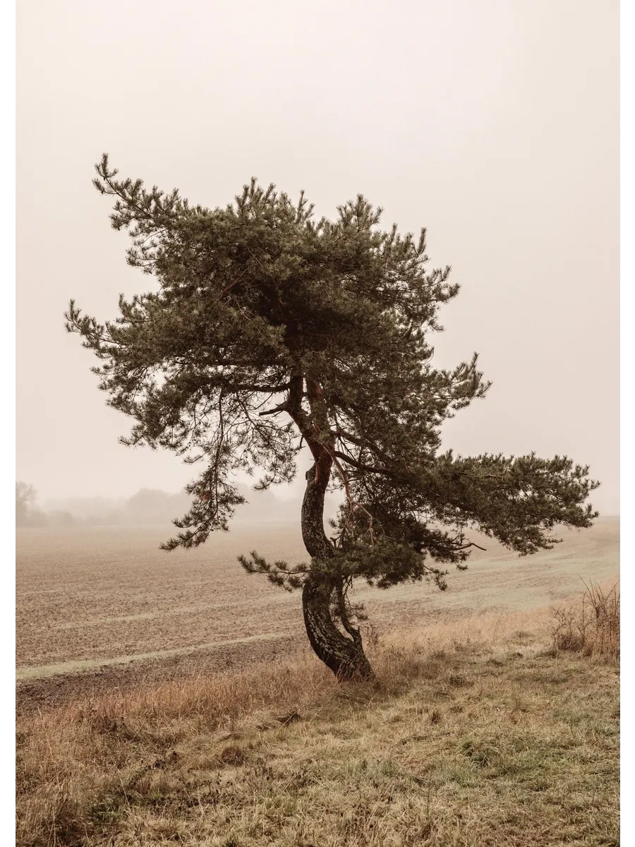 Moody Tree