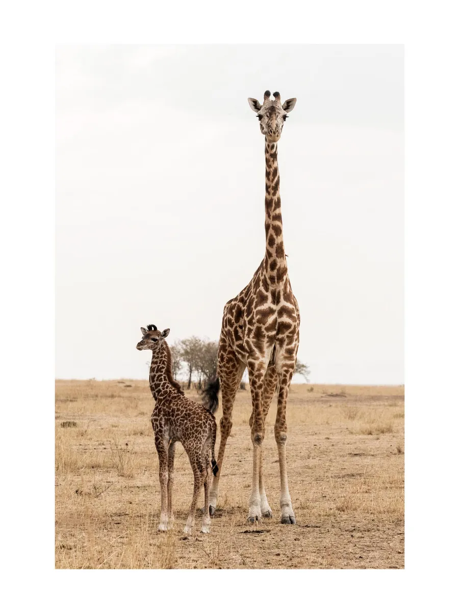 Mother and Baby Giraffe