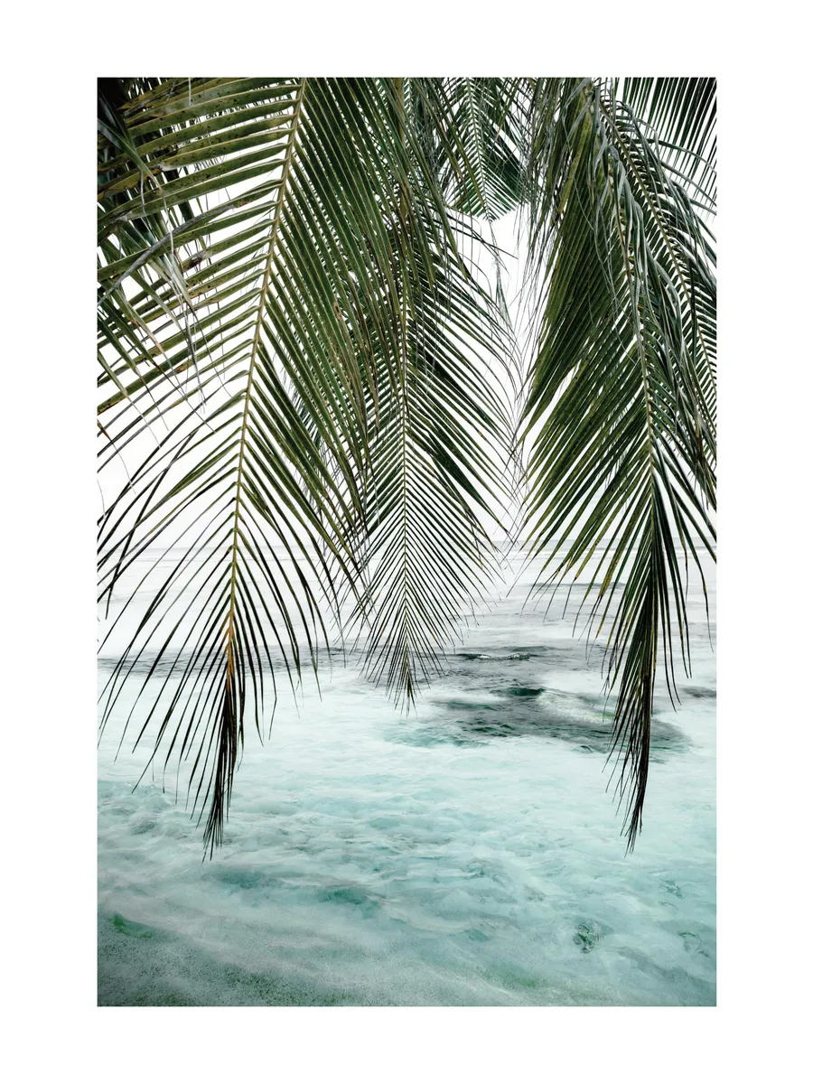Ocean Palm