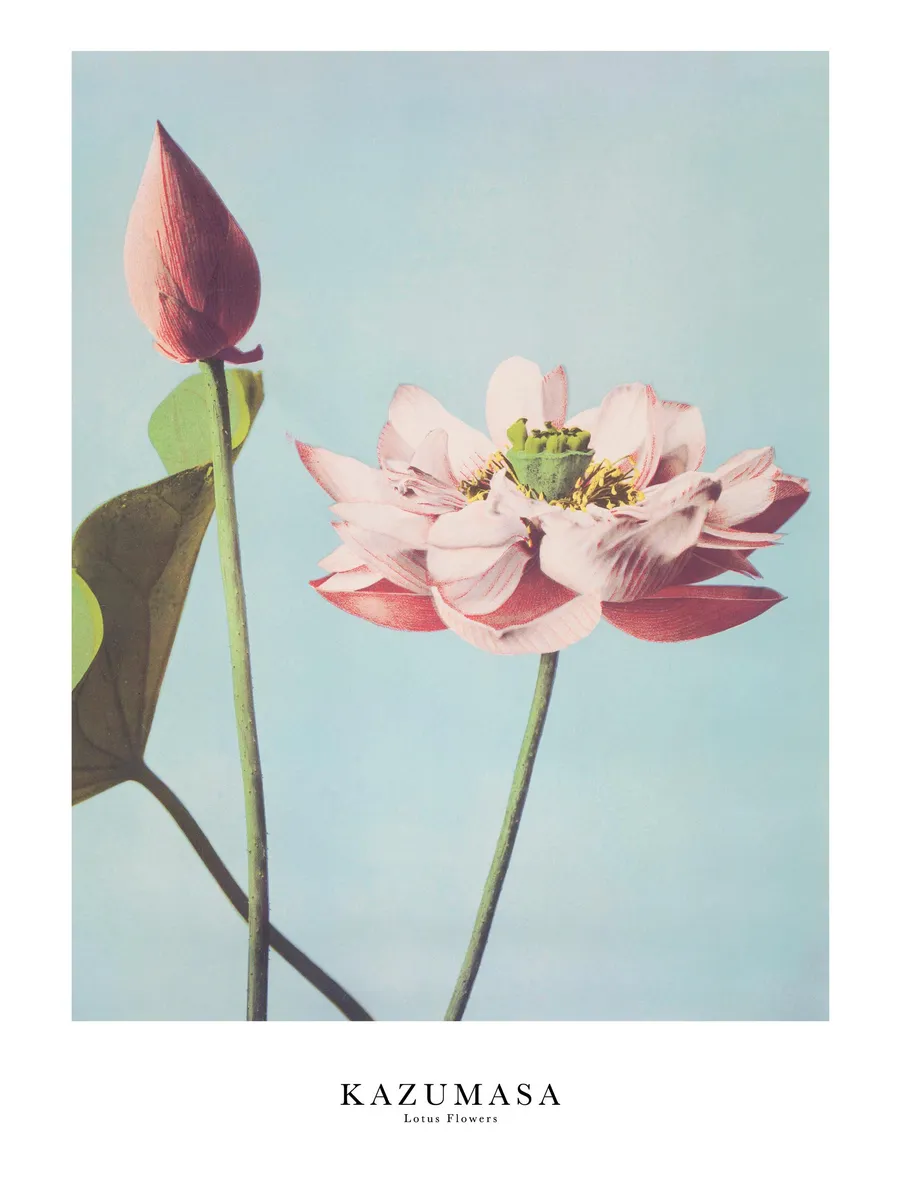 Ogawa Kazumasa Lotus Flowers