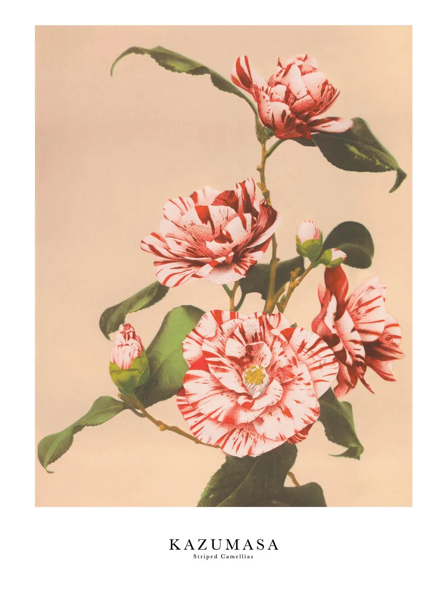 Ogawa Kazumasa Striped Camellias