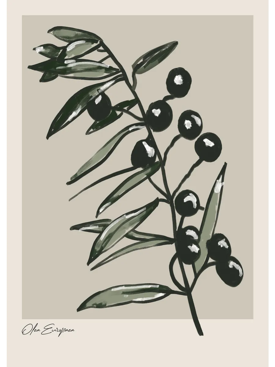 Olea Europaea