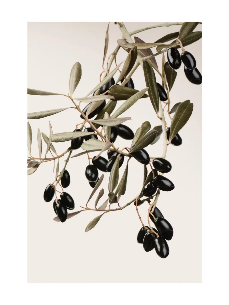 Olive Branch