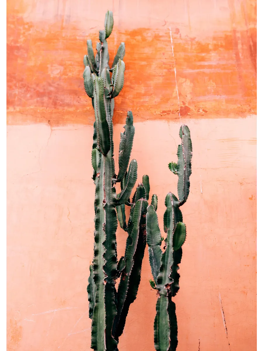 Orange Cactus Wall