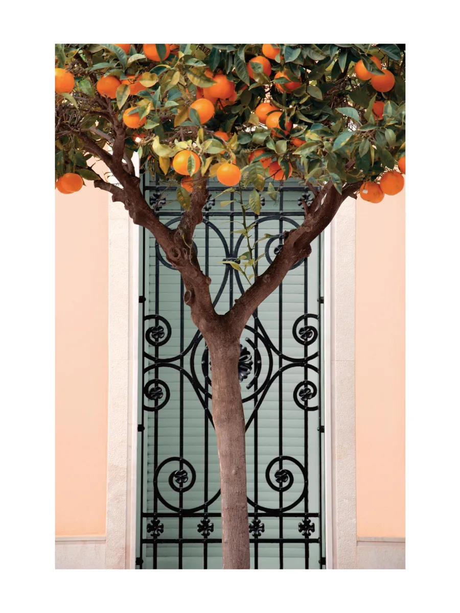 Orange Tree in Valencia