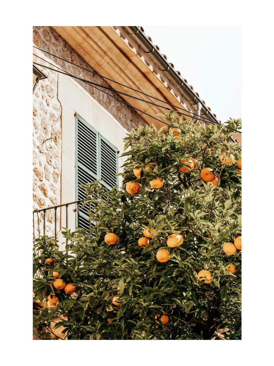 Oranges in Garden