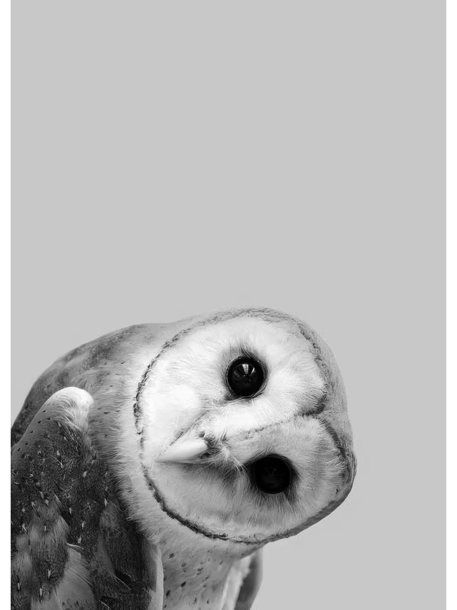Owl Peekaboo