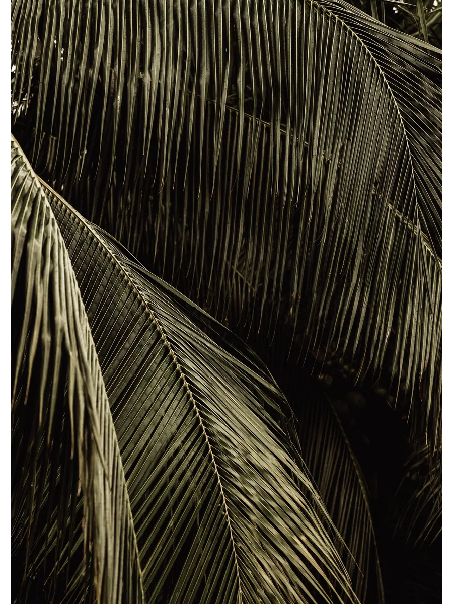 Palm Reverie