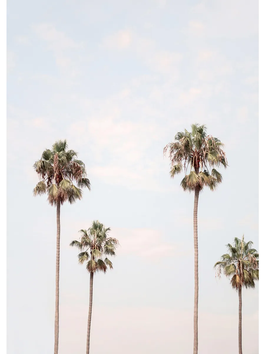 Palm Sky