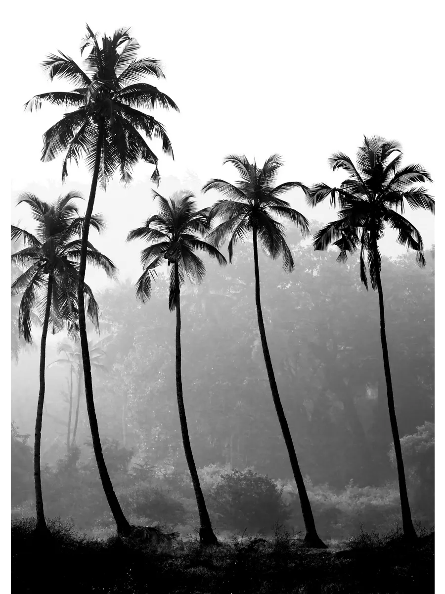 Palm Trees