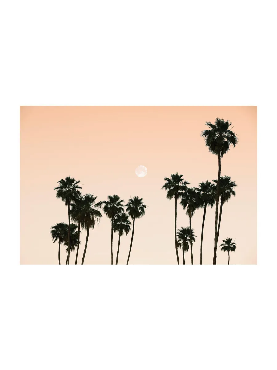 Palms in the Sky