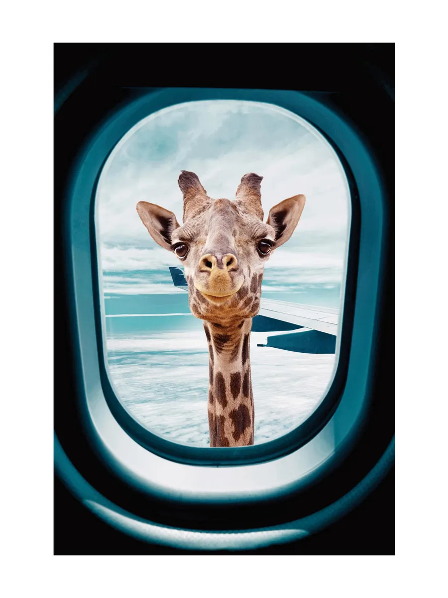 Peek a Boo Giraffe 0