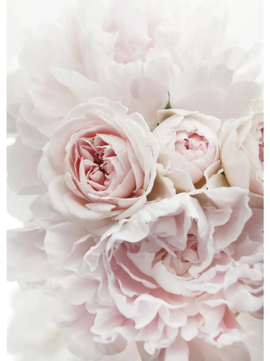 Peonies and Roses