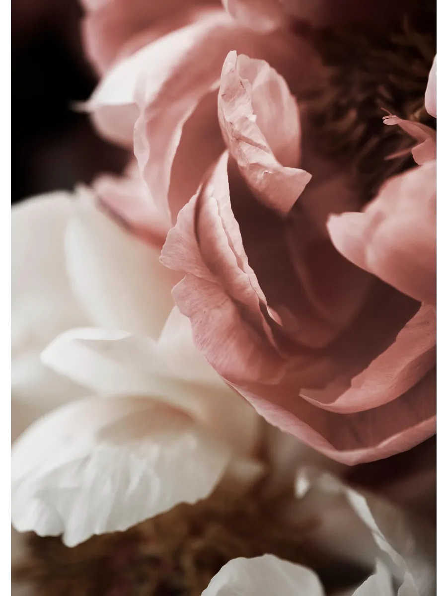 Peony Love