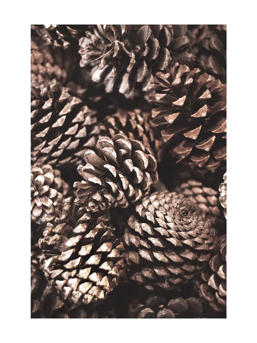 Pine Cones