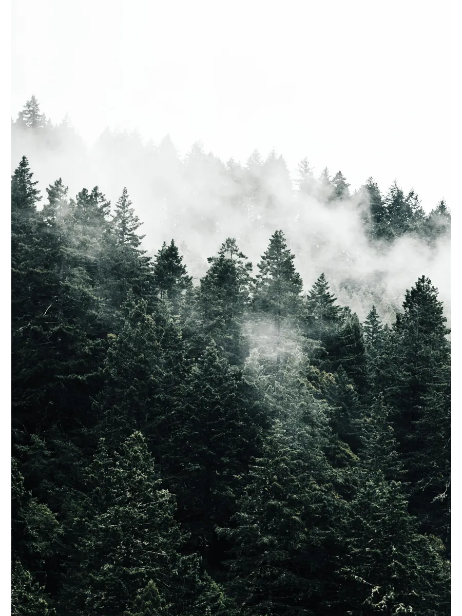 Pine Tree in the Fog